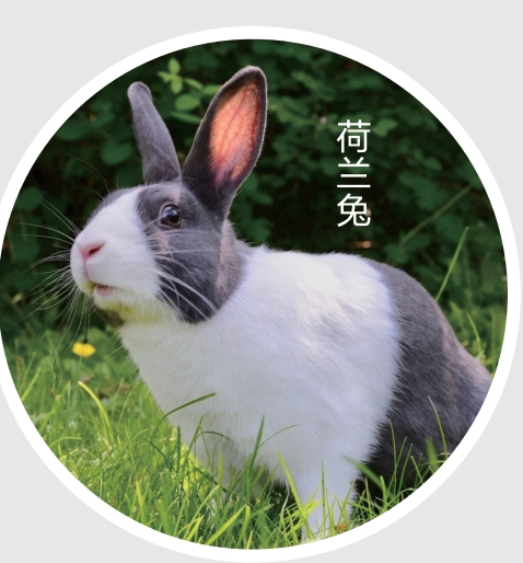 荷蘭兔